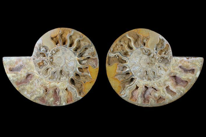 Daisy Flower Ammonite (Choffaticeras) - Madagascar #125501